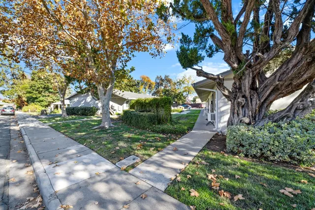 a view of a yard with plants and large trees