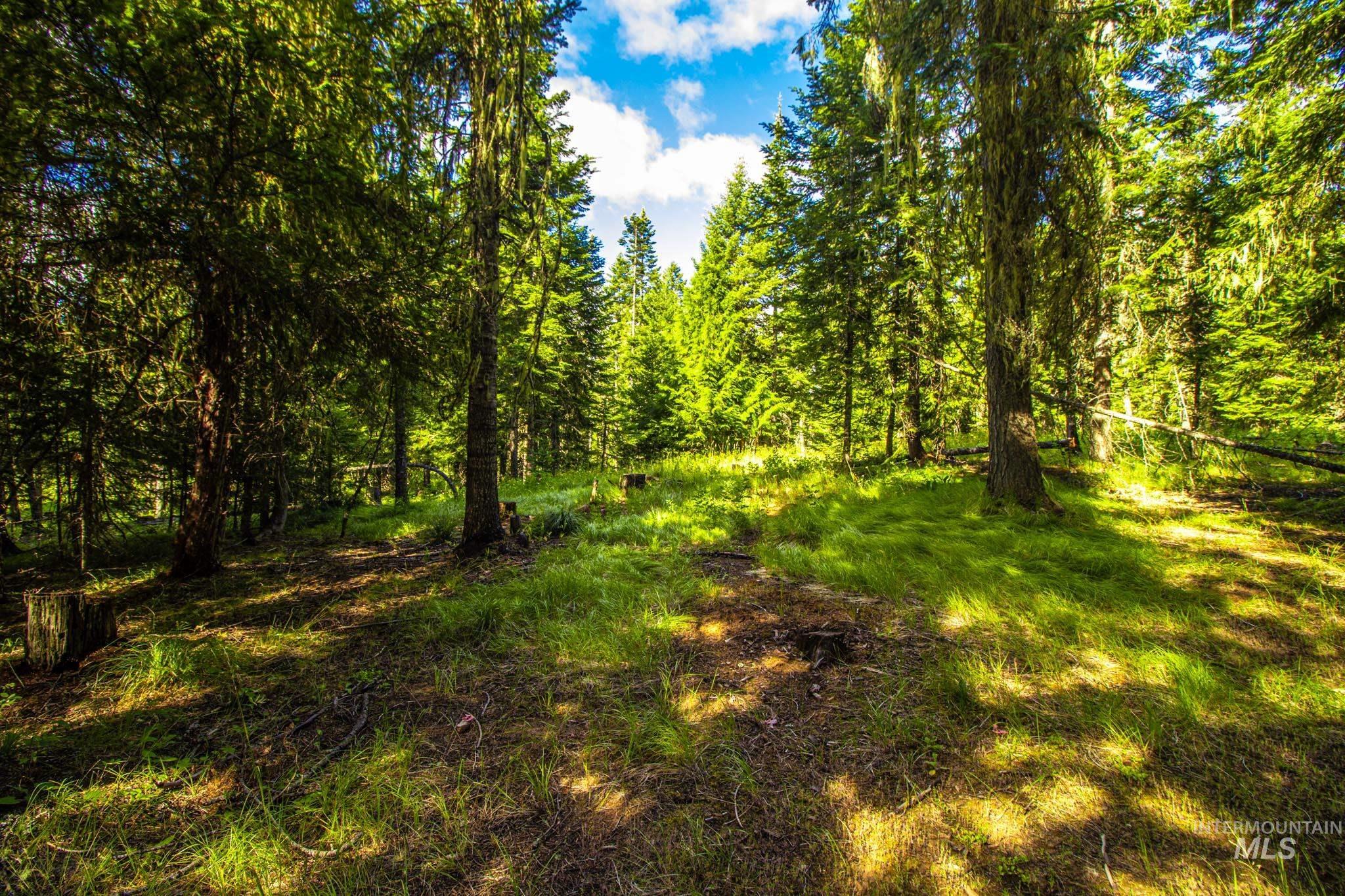 20888 Upper Fords Creek Road Weippe, ID 83553 - Photo 34 of 50 View of wooded area