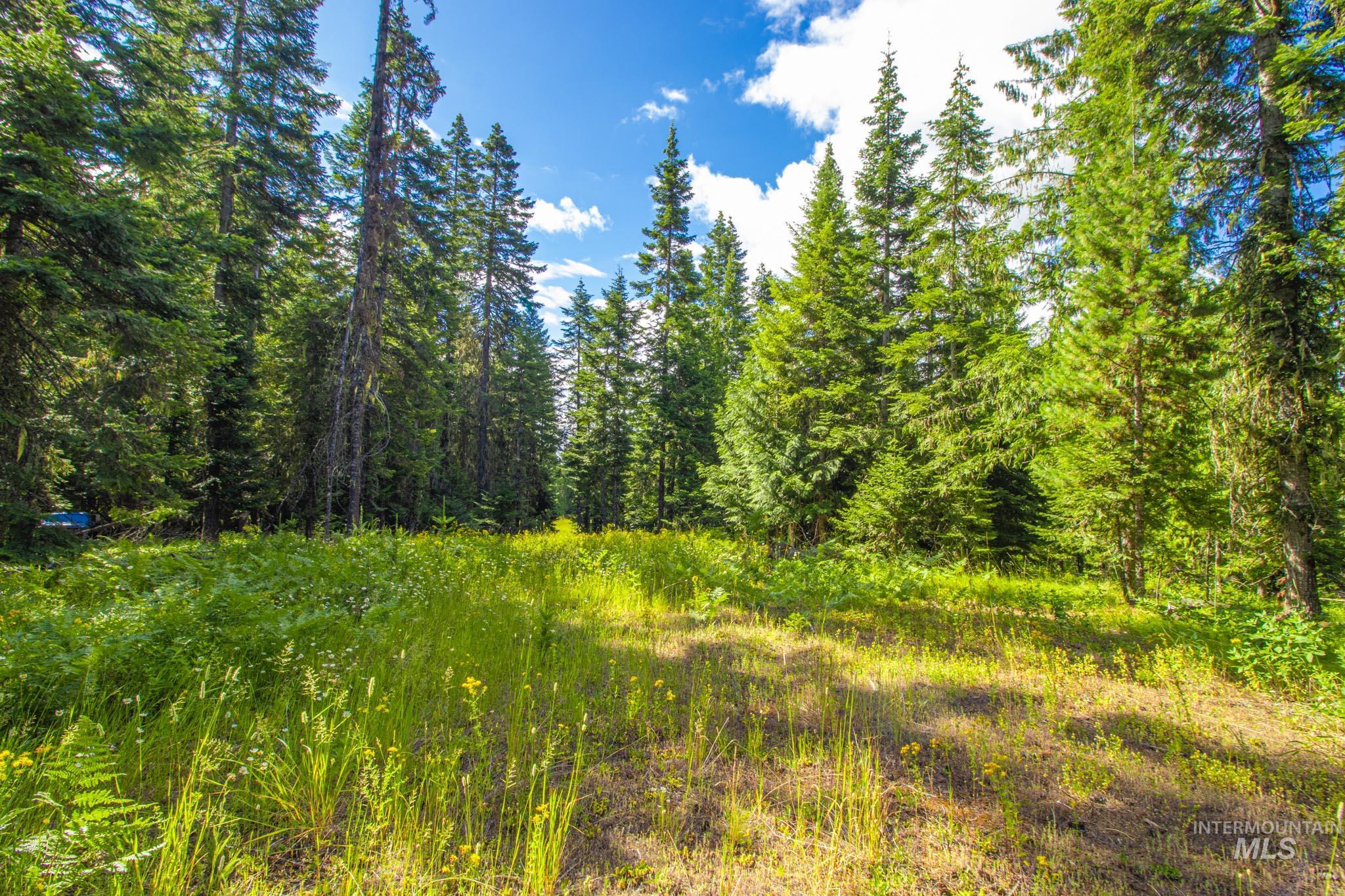 20888 Upper Fords Creek Road Weippe, ID 83553 - Photo 35 of 50 View of nature