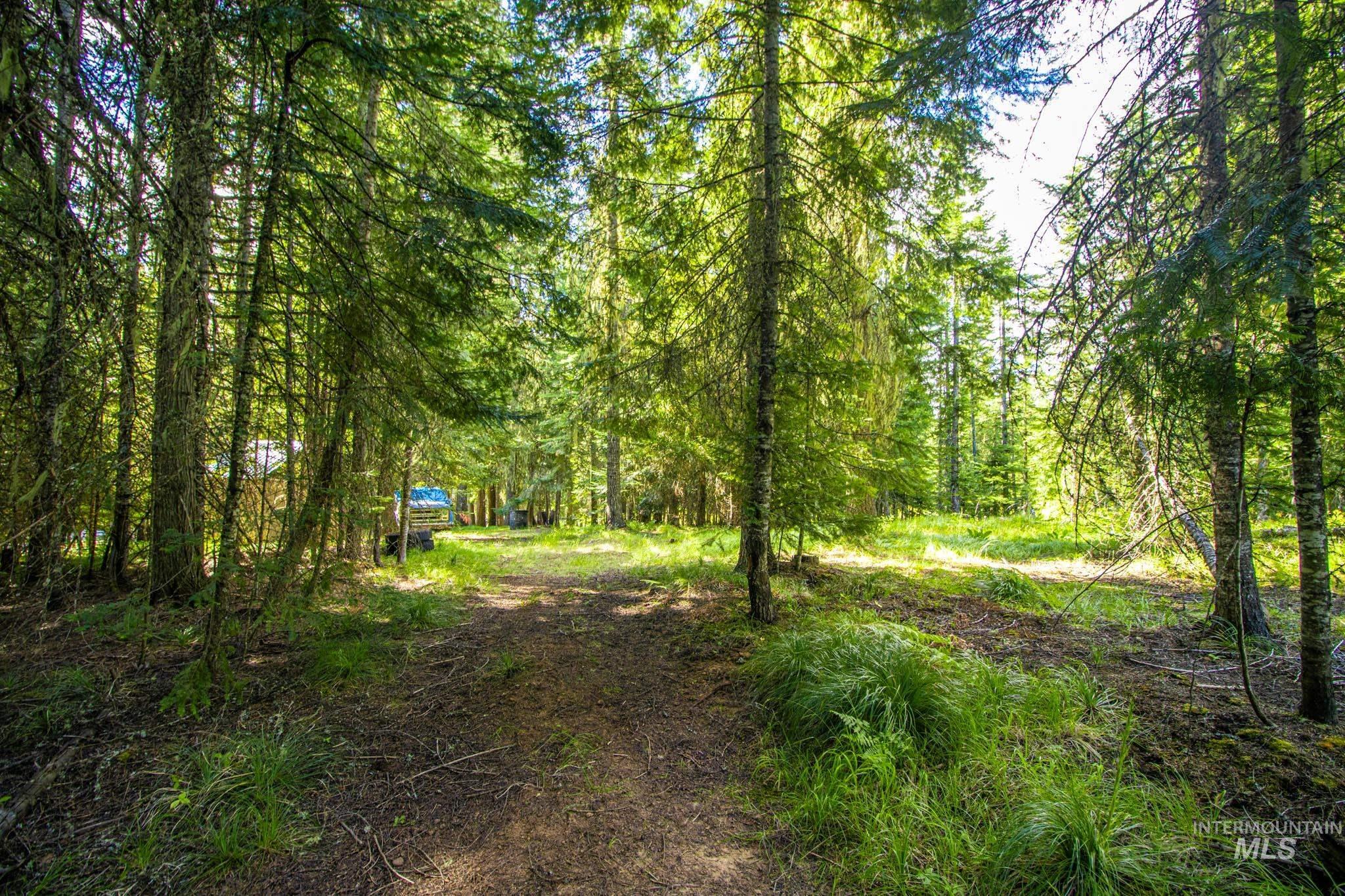 20888 Upper Fords Creek Road Weippe, ID 83553 - Photo 38 of 50 View of nature