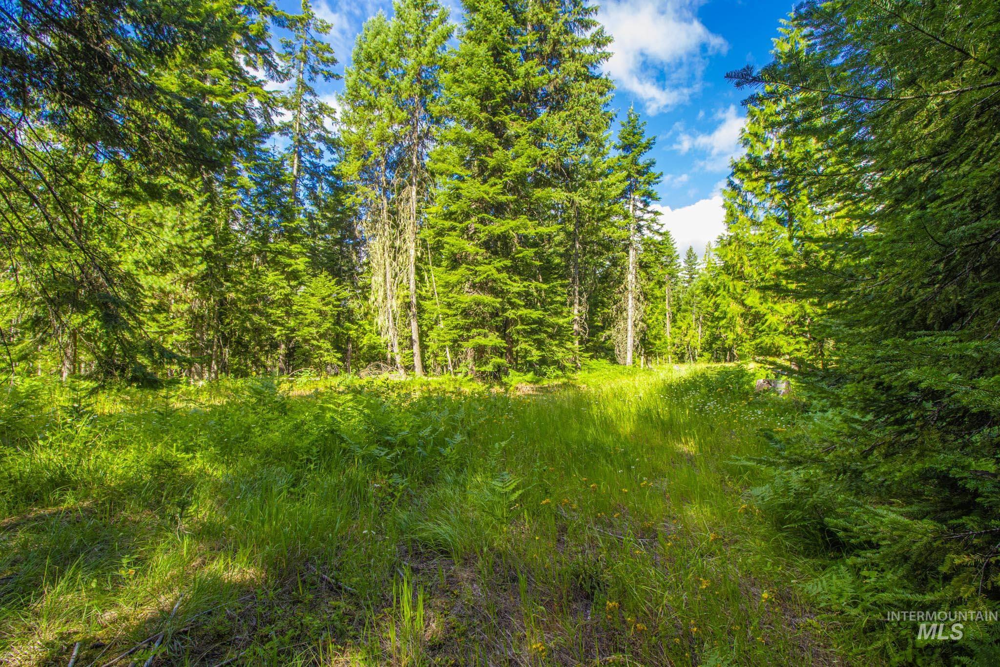 20888 Upper Fords Creek Road Weippe, ID 83553 - Photo 41 of 50 View of tree filled area