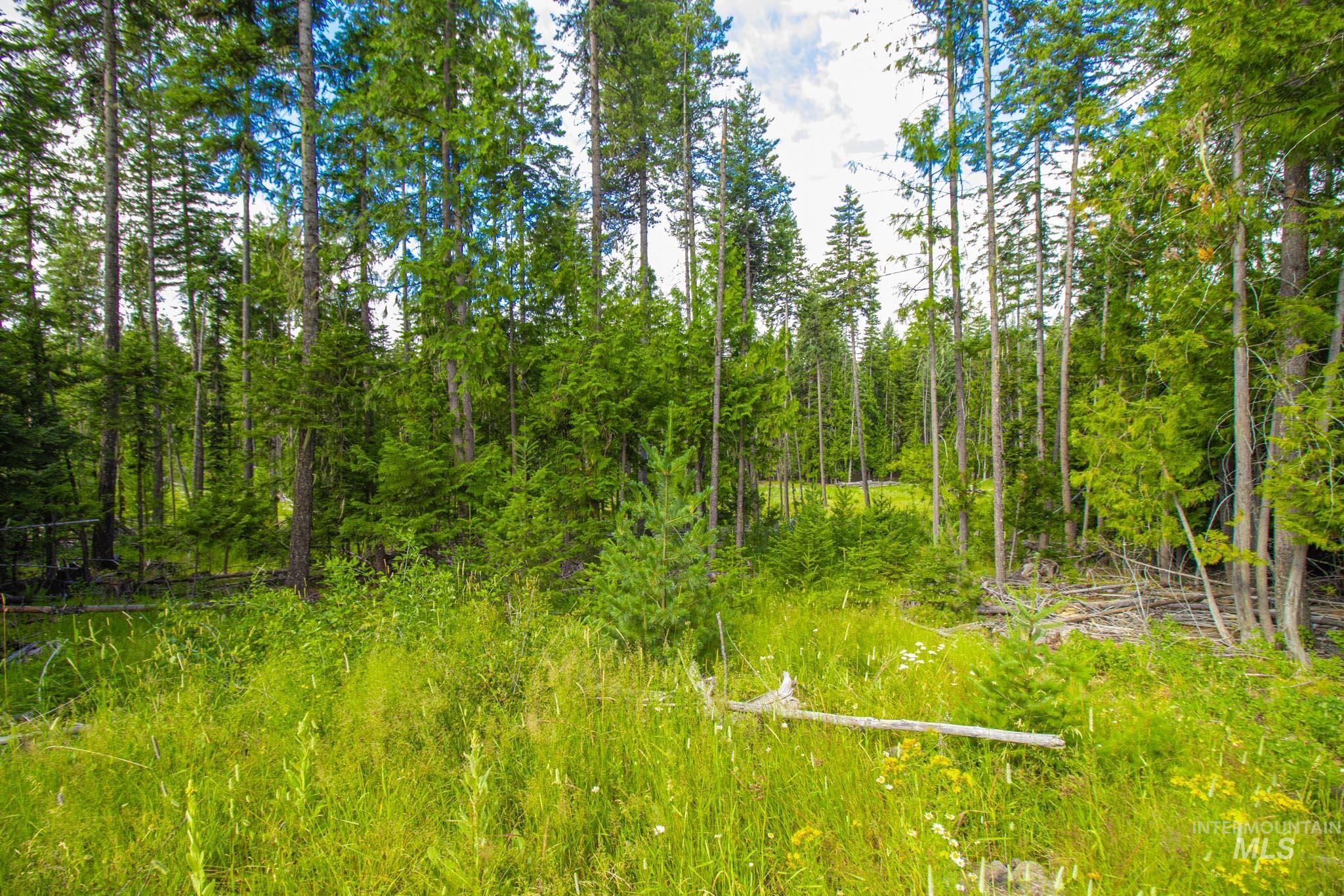20888 Upper Fords Creek Road Weippe, ID 83553 - Photo 42 of 50 View of local wilderness