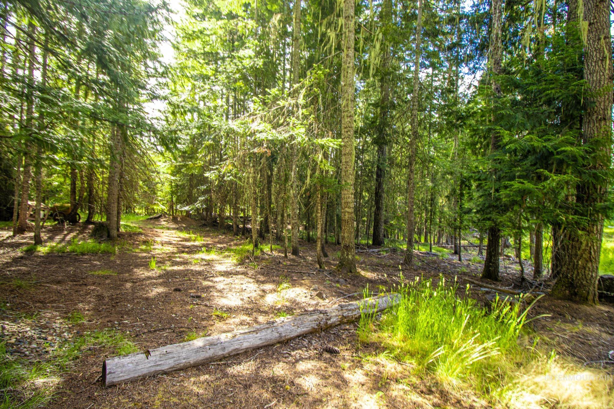 20888 Upper Fords Creek Road Weippe, ID 83553 - Photo 44 of 50 View of woods