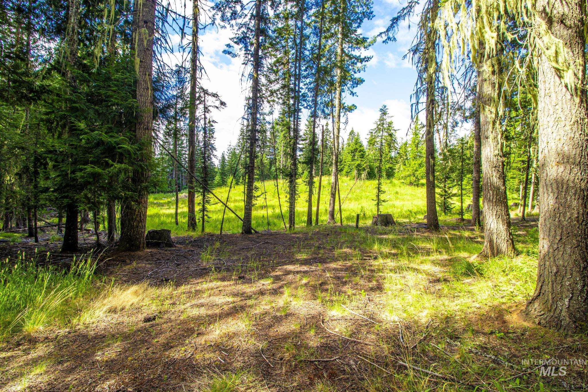 20888 Upper Fords Creek Road Weippe, ID 83553 - Photo 45 of 50 View of nature