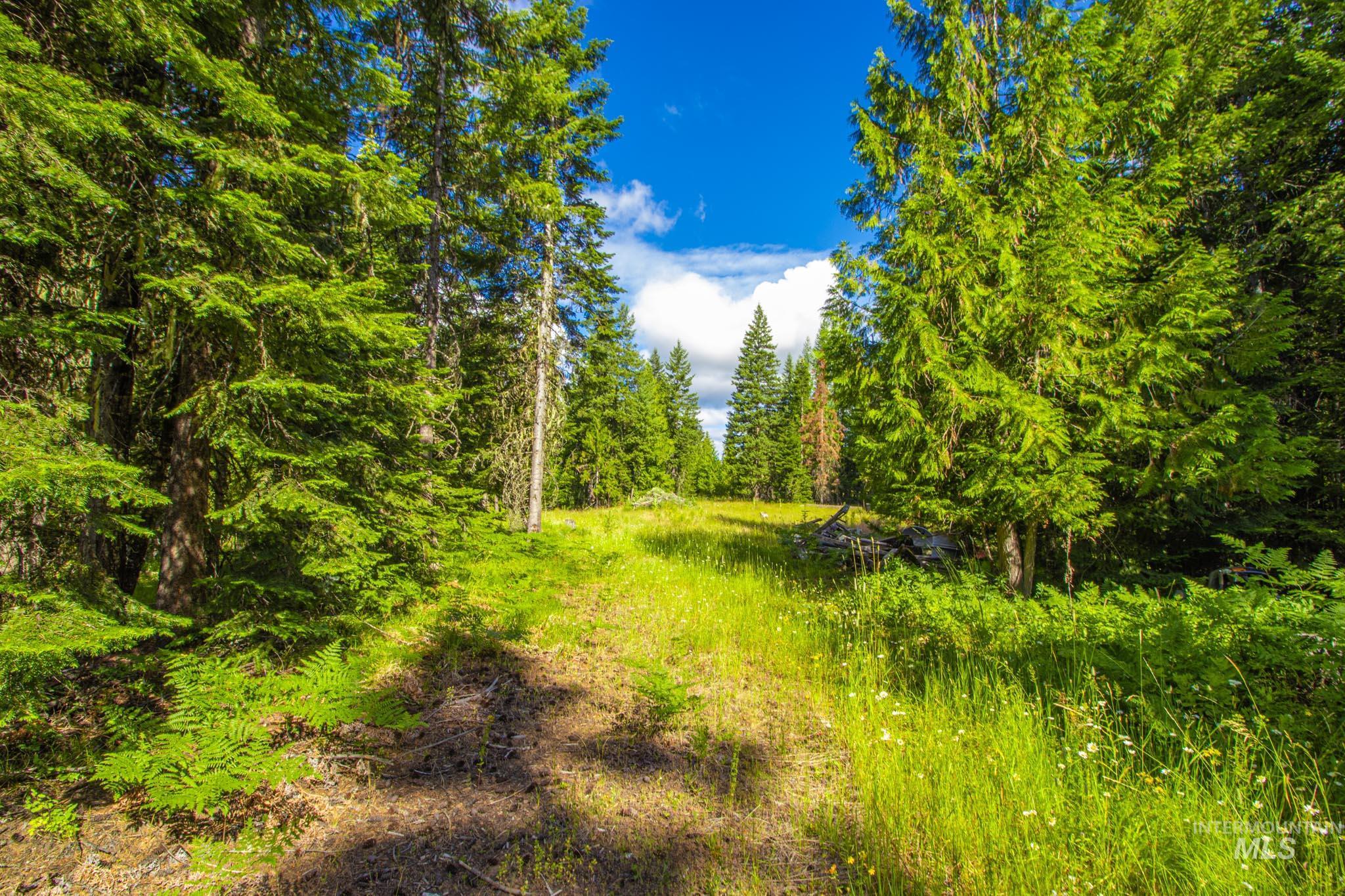 20888 Upper Fords Creek Road Weippe, ID 83553 - Photo 48 of 50 View of woods