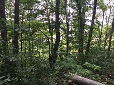 8323 Irving Road Middleville, MI 49333 - Photo 32 of 35 Woods