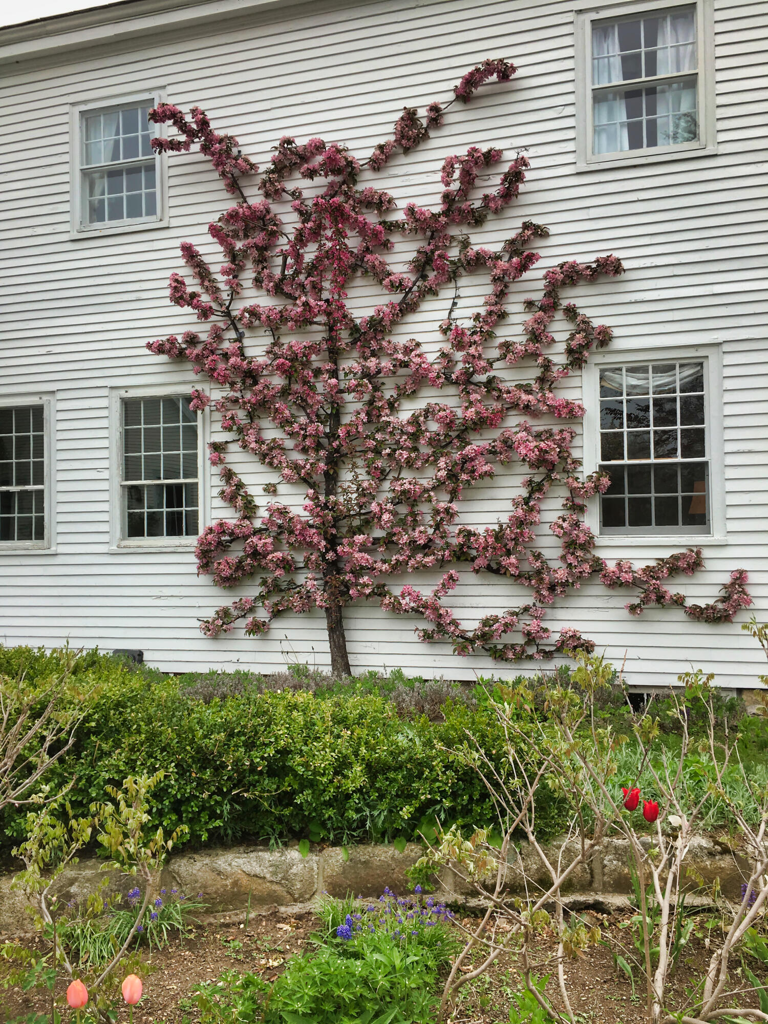 251 Reach Road Sedgwick, ME 04676 - Photo 31 of 48 Espalliered crabapple in bloom