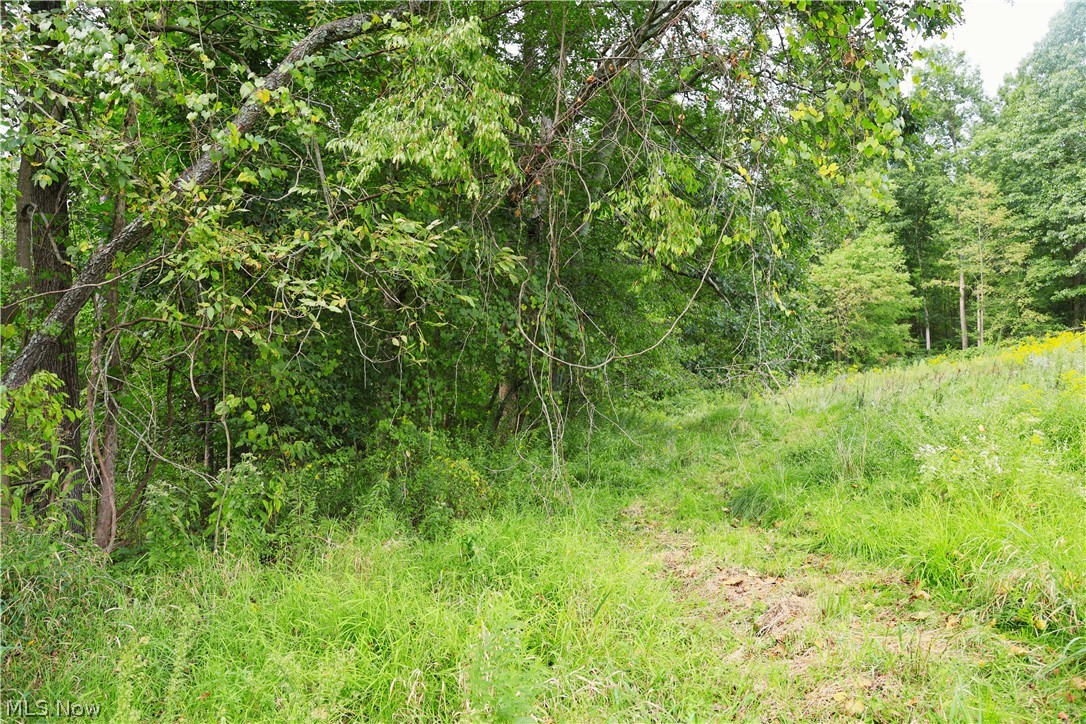 212 Township Road Fresno, OH 43824 - Photo 40 of 50 Grassy terrain with a tree line