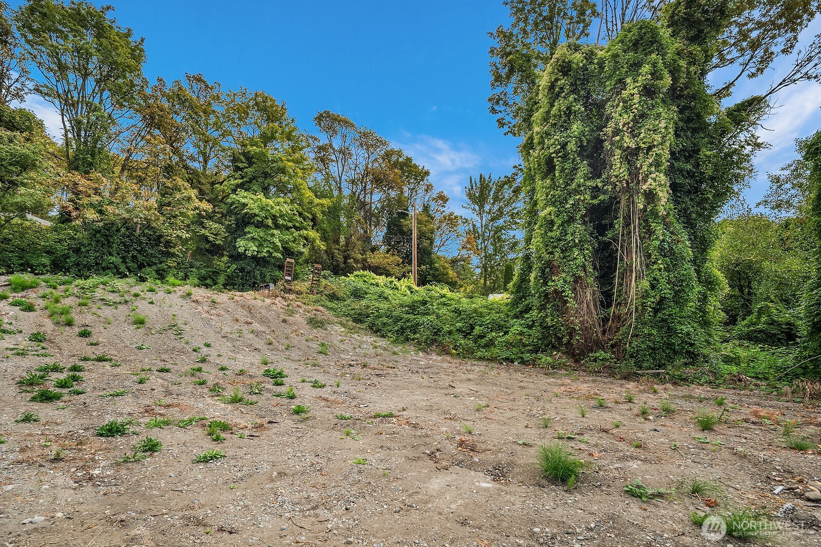 23 12th Avenue South Seattle, WA 98144 - Photo 9 of 17 a view of a dry yard with trees