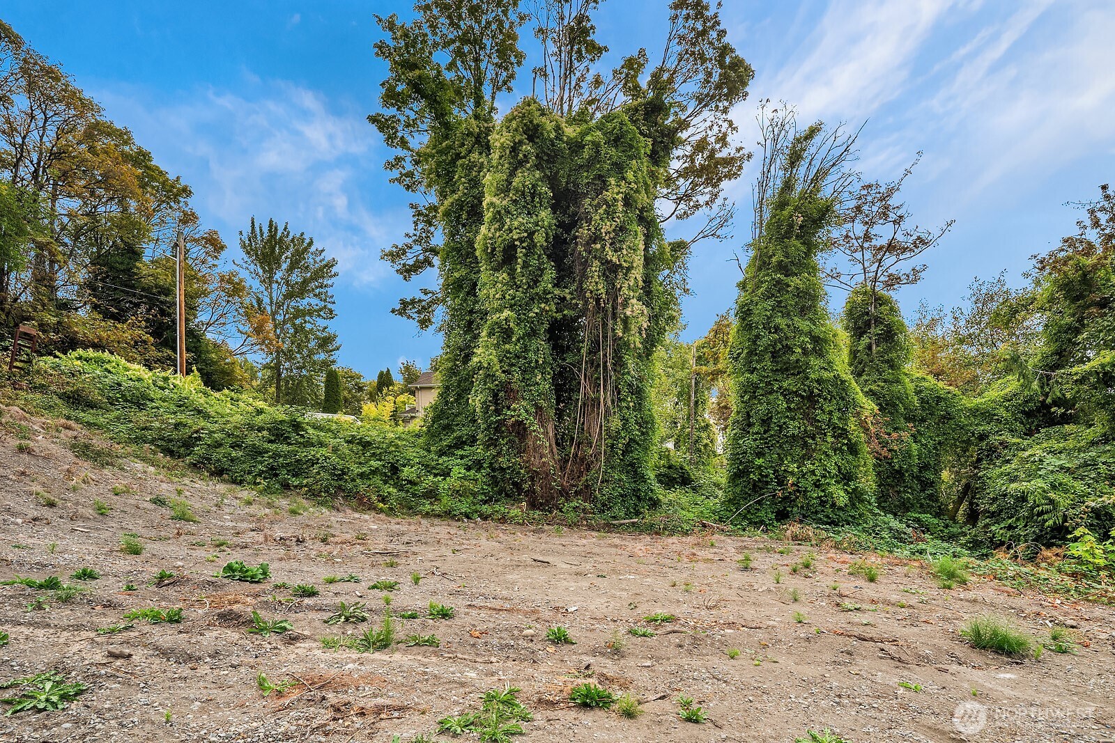 23 12th Avenue South Seattle, WA 98144 - Photo 10 of 17 a view of a dry yard with trees