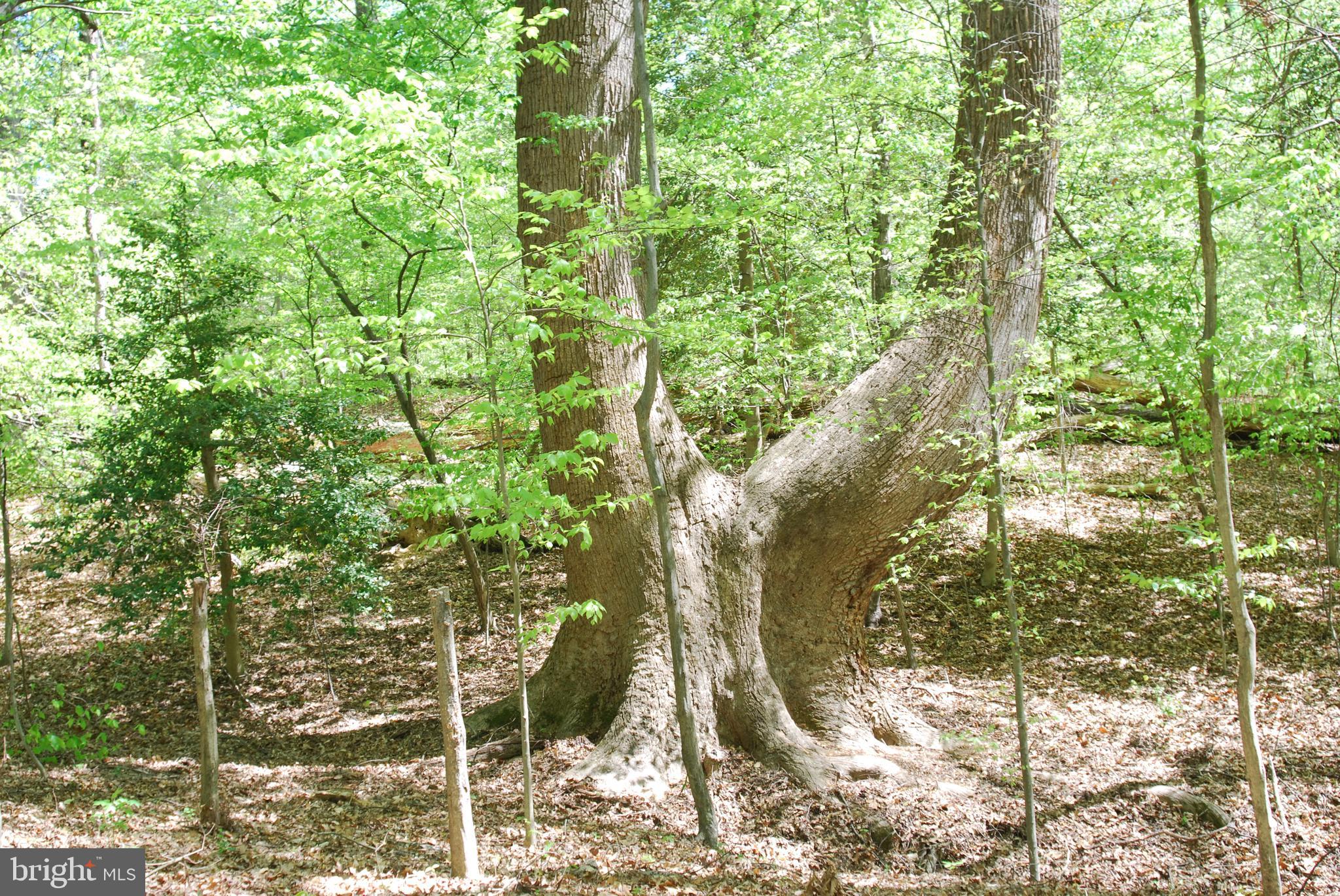 45 Bryan Point Road Accokeek, MD 20607 - Photo 2 of 21 a view of outdoor space