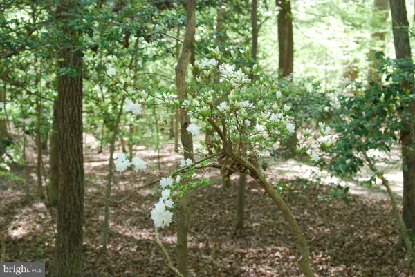 a view of forest