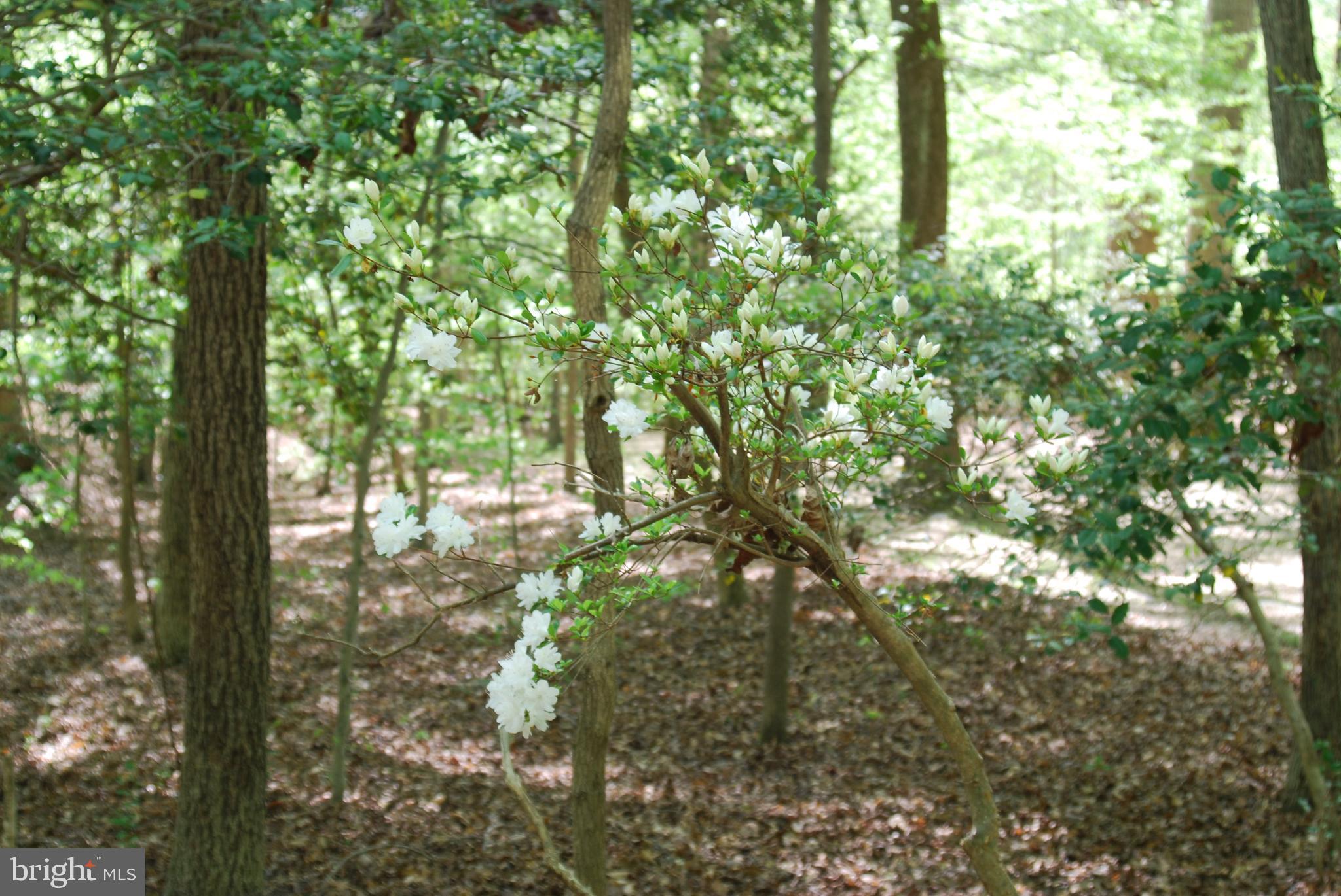 45 Bryan Point Road Accokeek, MD 20607 - Photo 3 of 21 a view of forest