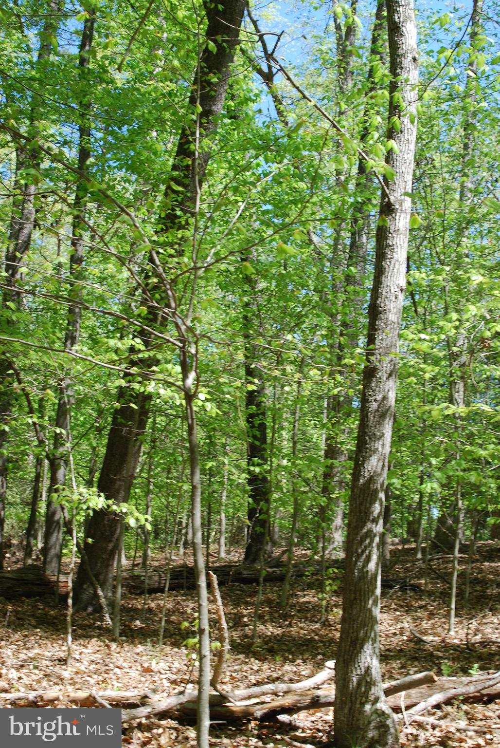 45 Bryan Point Road Accokeek, MD 20607 - Photo 4 of 21 a backyard of a house with lots of green space