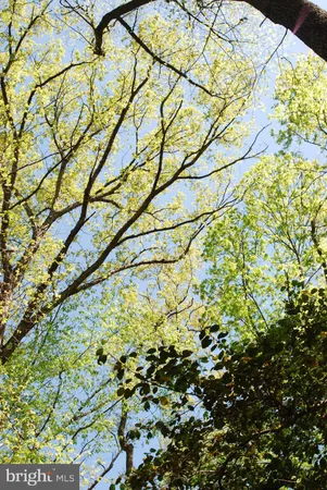 a picture of a tree