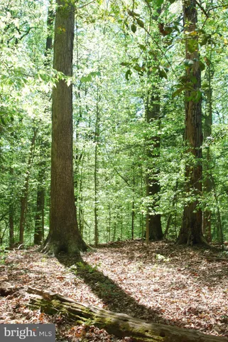 a view of a plants and trees