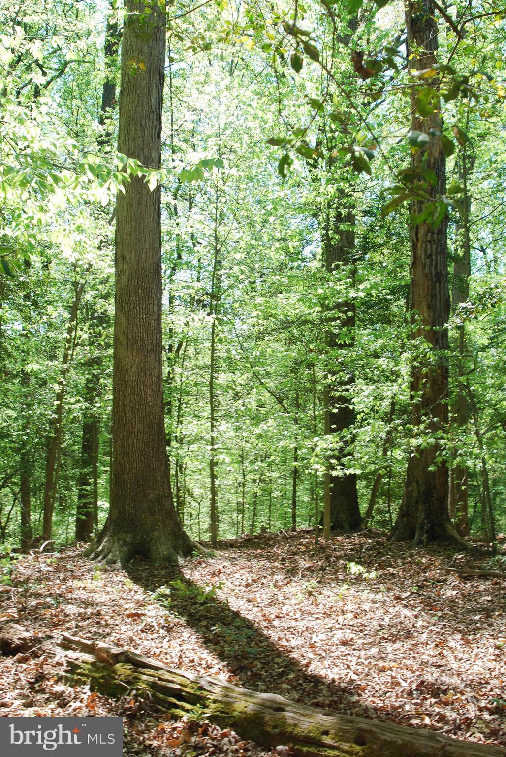 45 Bryan Point Road Accokeek, MD 20607 - Photo 6 of 21 a view of a plants and trees