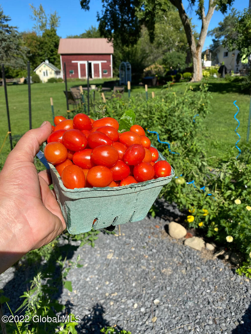 8 Altamont Road Voorheesville, NY 12186 - Photo 55 of 69 Tomatoes 1