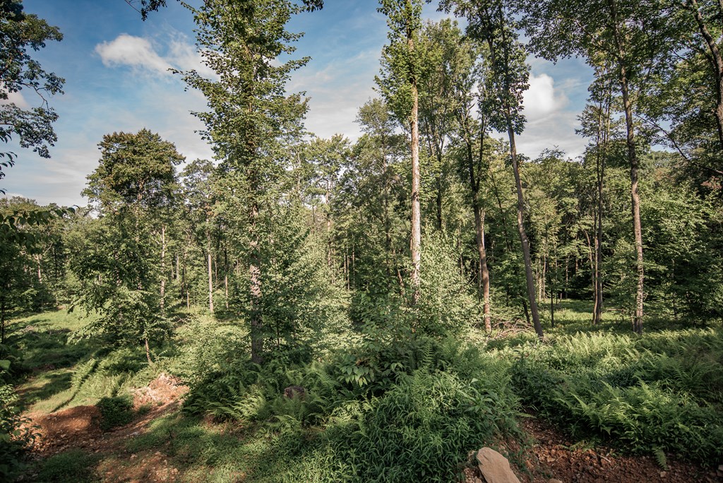 Lot - Gobbler Ridge Road Sigel, PA 15860 - Photo 11 of 14