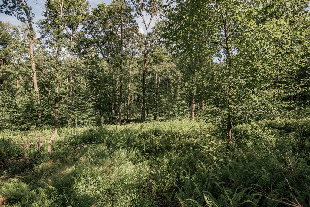Lot - Gobbler Ridge Road Sigel, PA 15860 - Photo 12 of 14