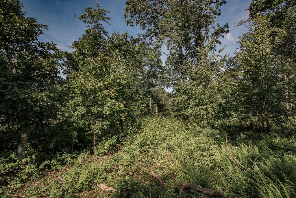 Lot - Gobbler Ridge Road Sigel, PA 15860 - Photo 13 of 14