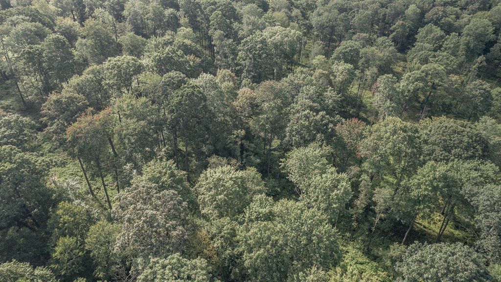 Lot - Gobbler Ridge Road Sigel, PA 15860 - Photo 6 of 14