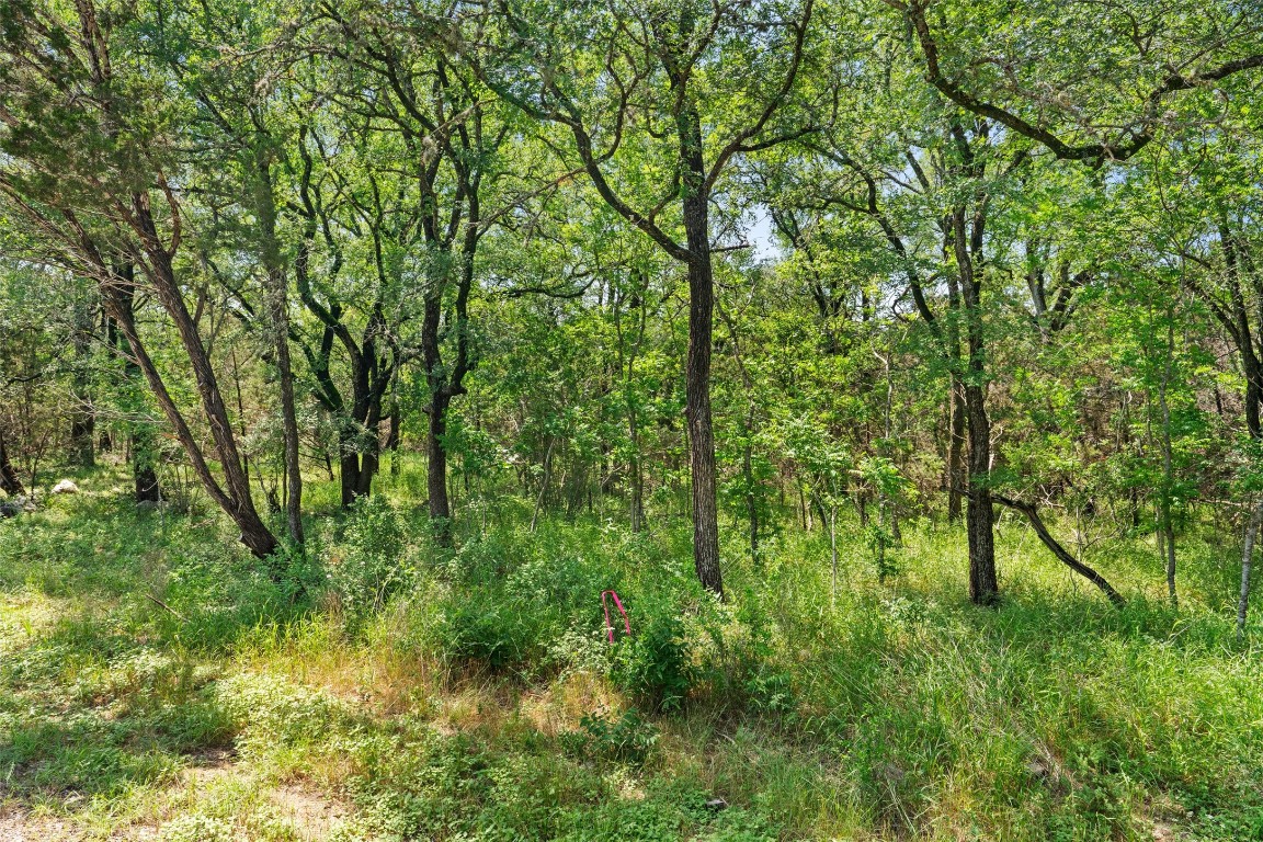 419 Valley View West Road San Marcos, TX 78666 - Photo 3 of 20 a view of a lush green forest