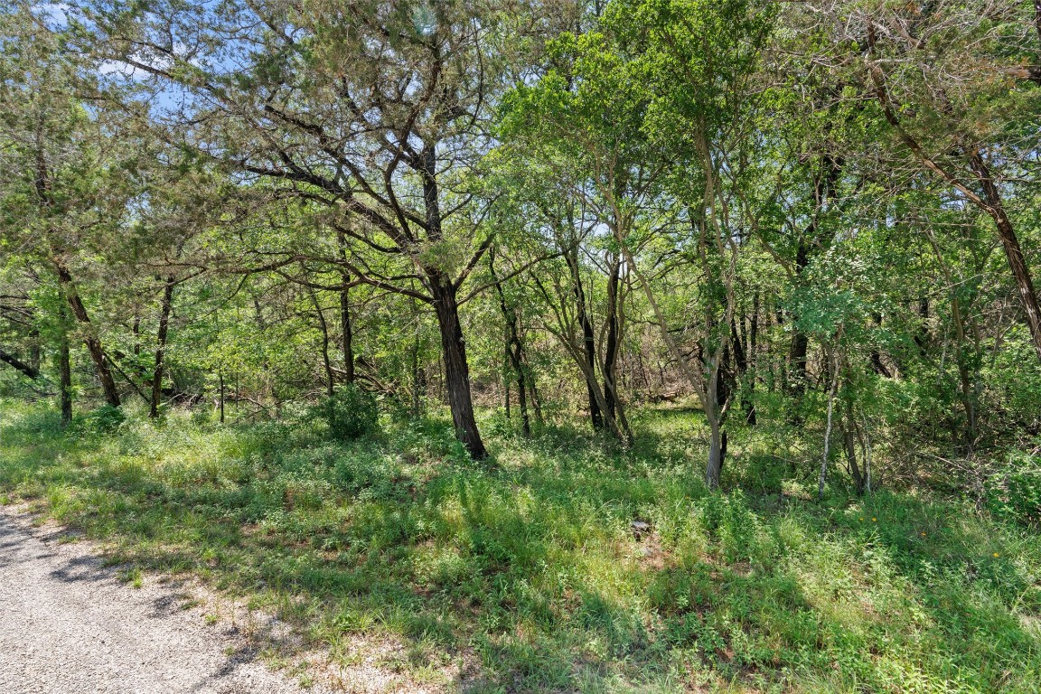 419 Valley View West Road San Marcos, TX 78666 - Photo 5 of 20 a view of a lush green forest