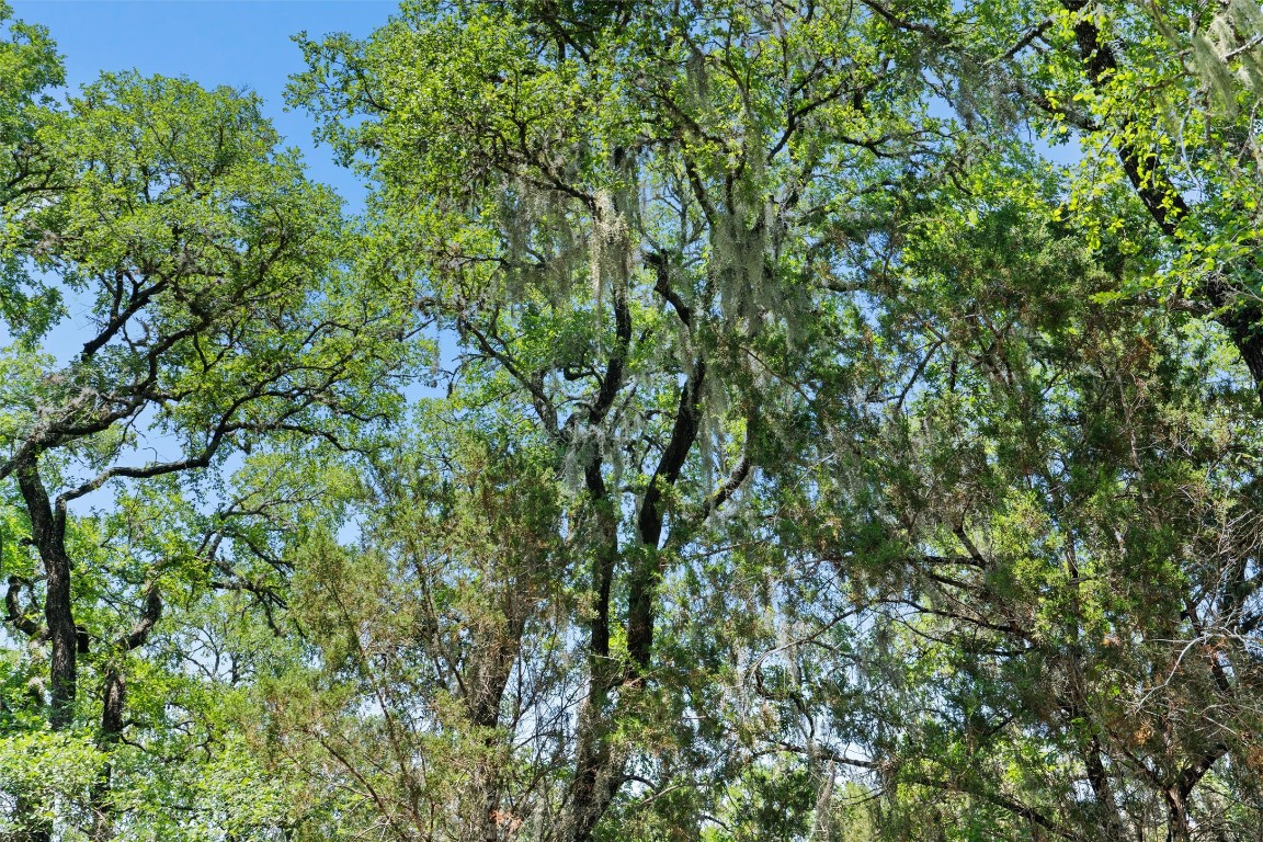 419 Valley View West Road San Marcos, TX 78666 - Photo 6 of 20 a view of a tree