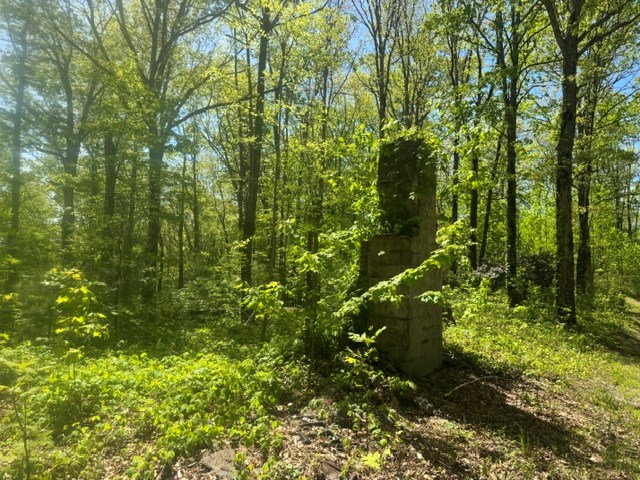 557 Shelton Road Suches, GA 30572 - Photo 14 of 16 a view of a lush green forest
