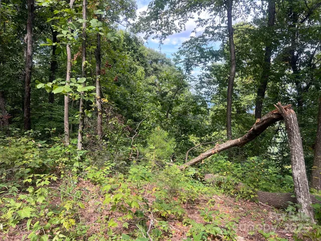 a plant of a tree in a garden