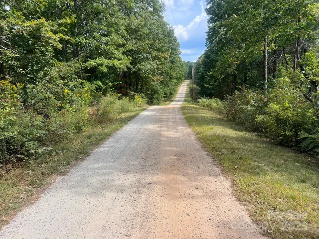 a view of a yard with plants and a large tree