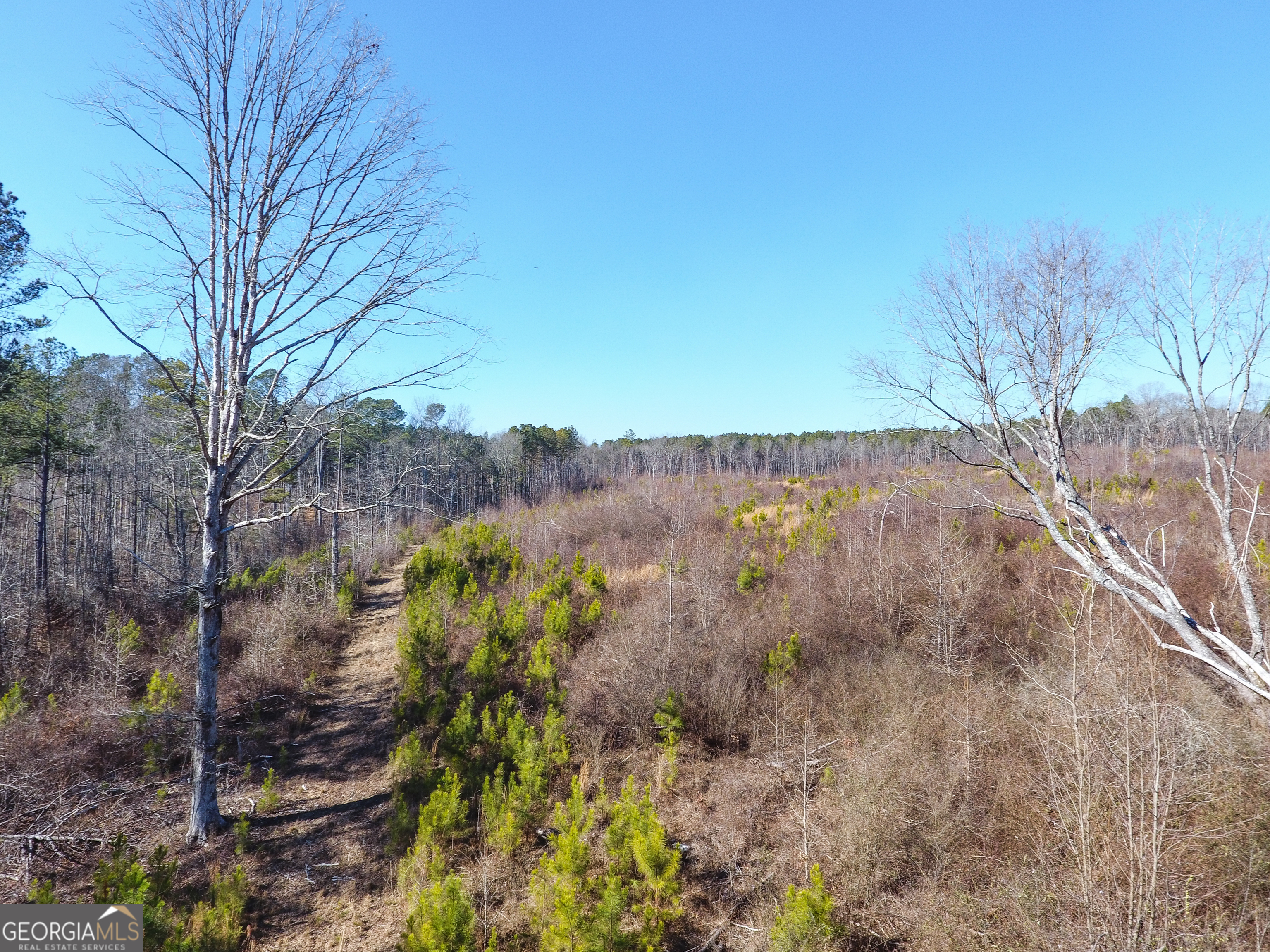 0 Steadman Road Tallapoosa, GA 30176 - Photo 14 of 42 a view of a yard