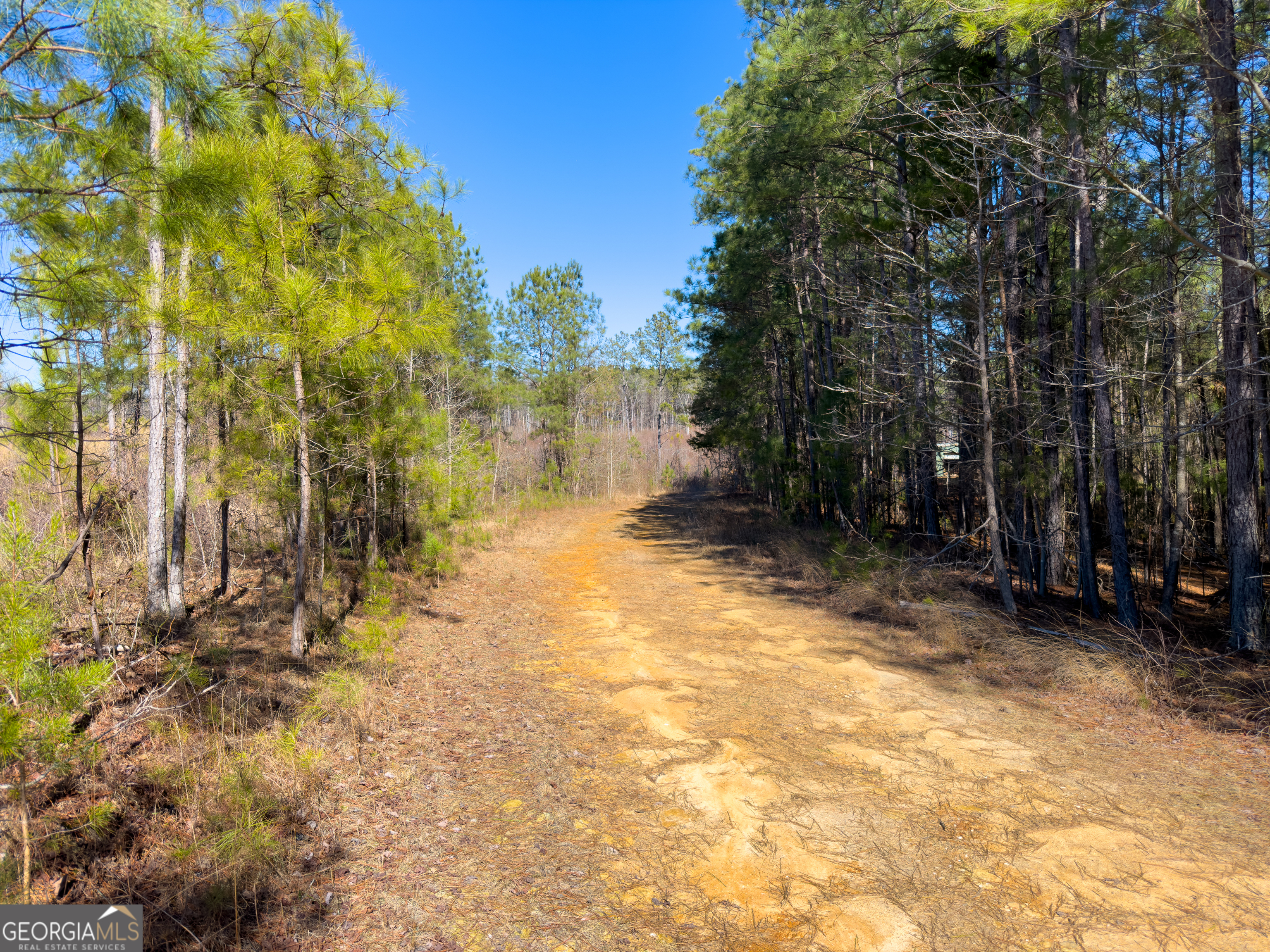 0 Steadman Road Tallapoosa, GA 30176 - Photo 22 of 42 a view of backyard with trees