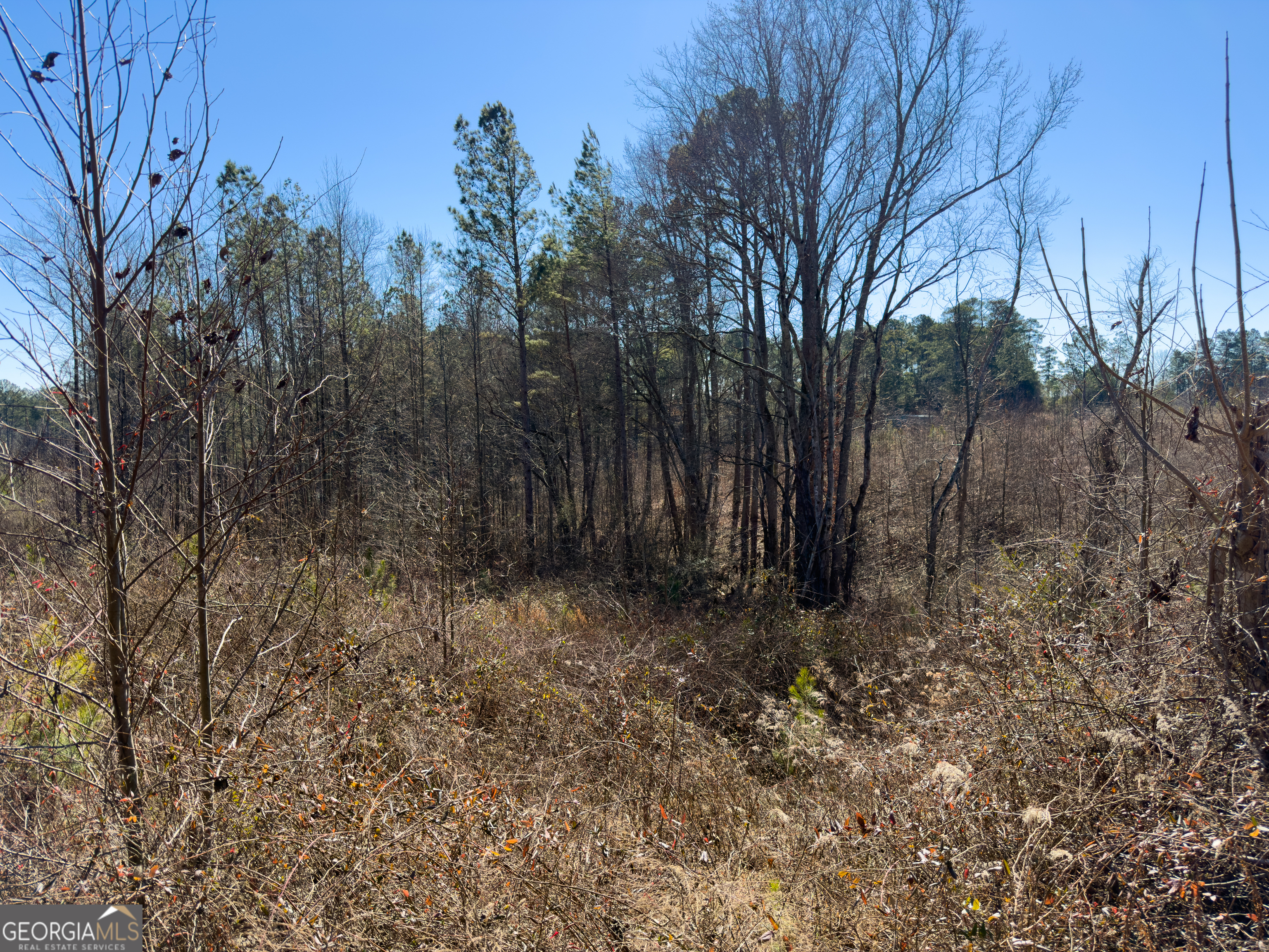 0 Steadman Road Tallapoosa, GA 30176 - Photo 29 of 42 a view of a yard with trees in the background