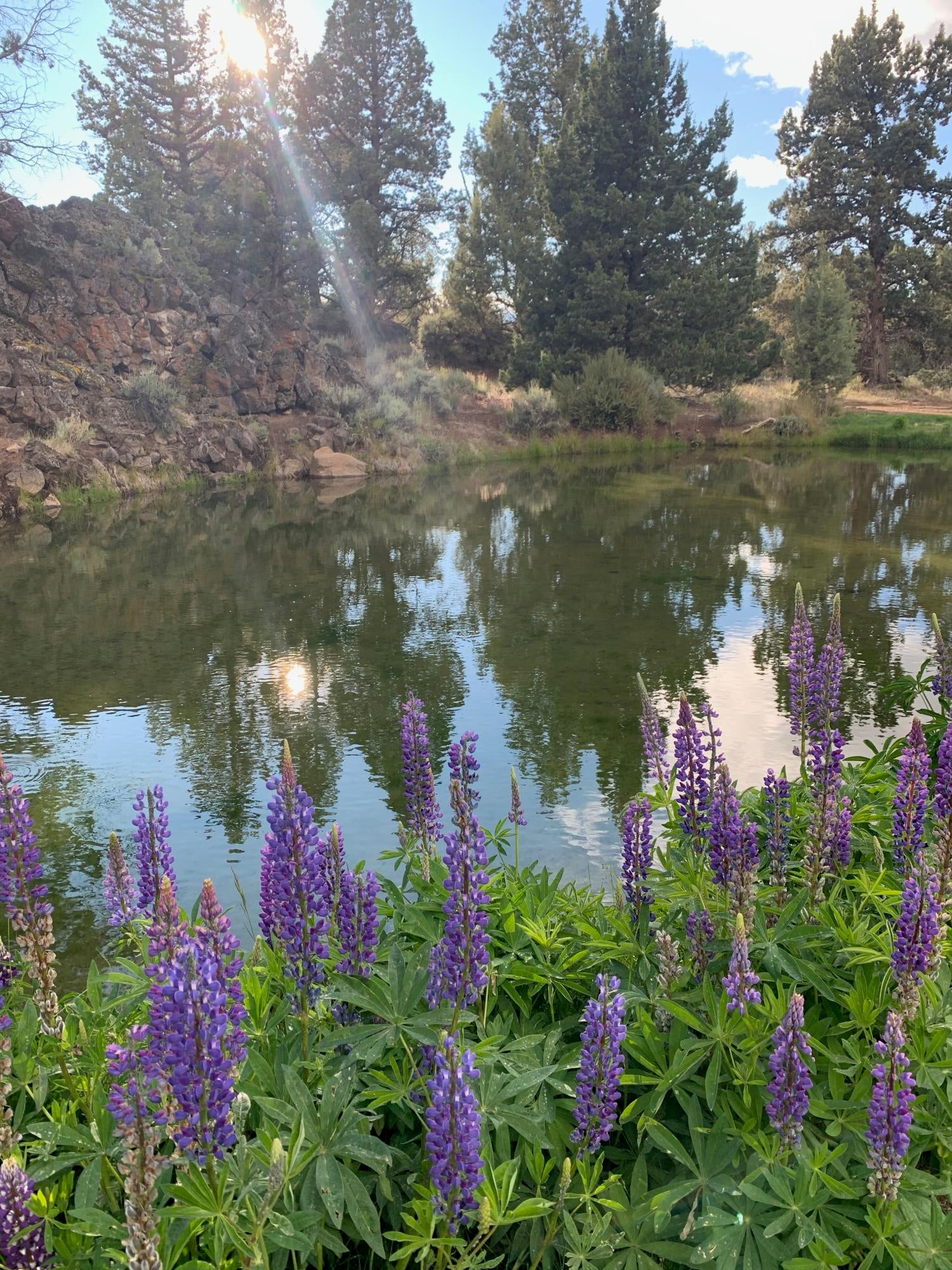 64281 Deschutes Market Road Bend, OR 97701 - Photo 40 of 43 Lupines in the Summer