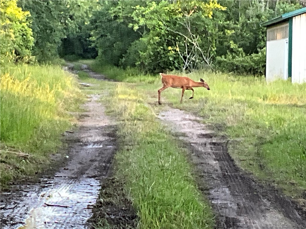 West Barre Road Albion, NY 14411 - Photo 6 of 16 This doe showed up within minutes of my arrival.