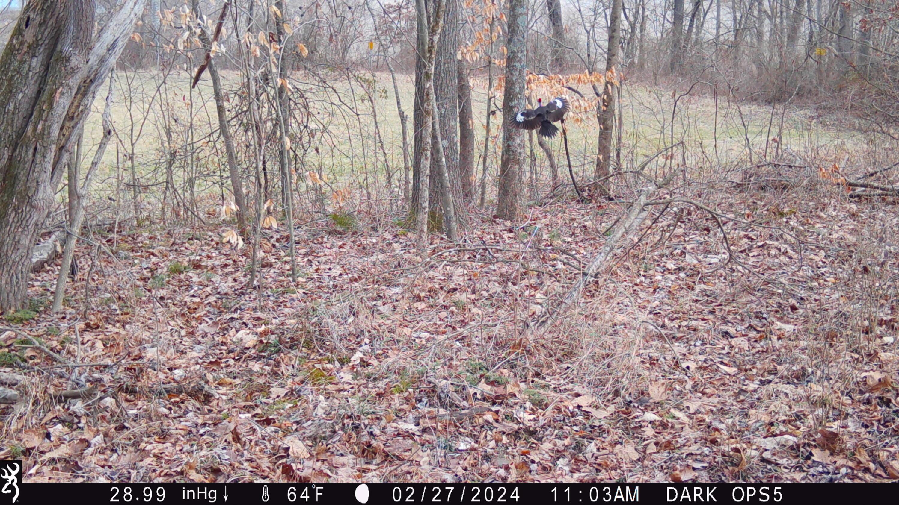 427 Riddle Lane Chillicothe, OH 45601 - Photo 37 of 42 36. Wildlife Photo