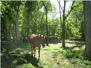 3917 Briar Ridge Road La Grange, KY 40031 - Photo 1 of 1 Primary Photo