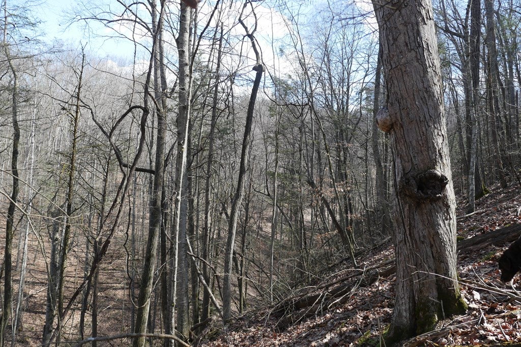 Tbd Rush Creek Road Glade Spring, VA 24340 - Photo 44 of 69 Gallery Image 44