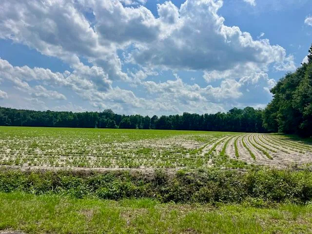 $135,000 | 0 Ashton Rd Lodge, Lodge, SC 29082