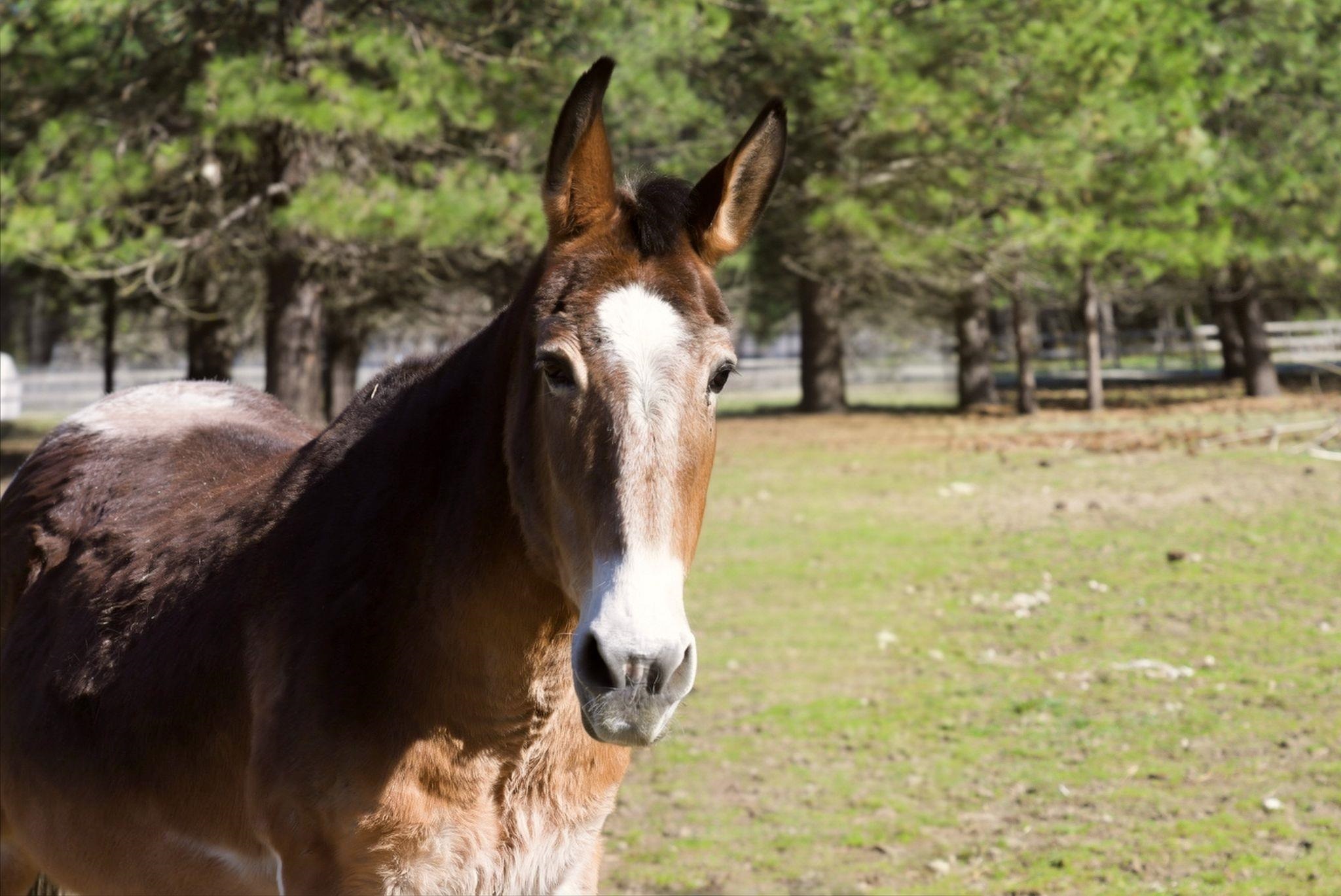 28411 North Short Road Deer Park, WA 99006 - Photo 29 of 33
