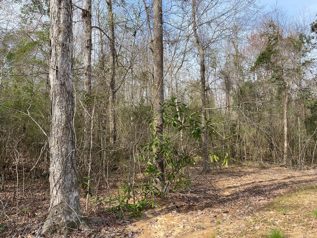 Tbd Poplar Rdg Lane Northwest Brookhaven, MS 39601 - Photo 7 of 7 Photo 7