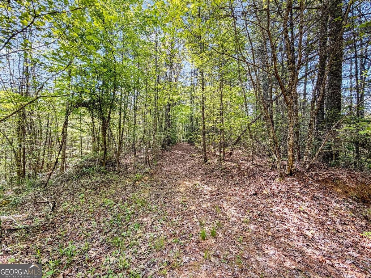 80-acres Valley Lake Road Morganton, GA 30560 - Photo 13 of 58