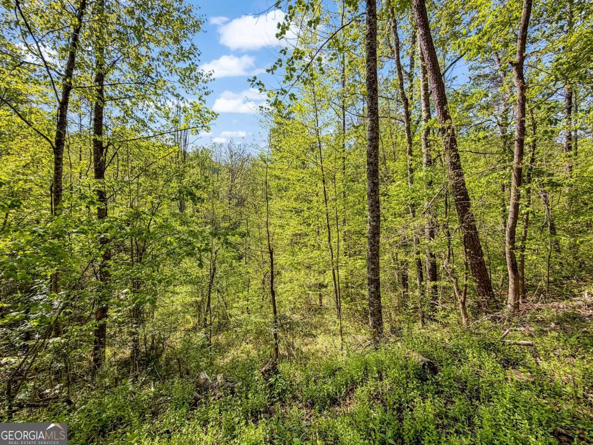 80-acres Valley Lake Road Morganton, GA 30560 - Photo 18 of 58
