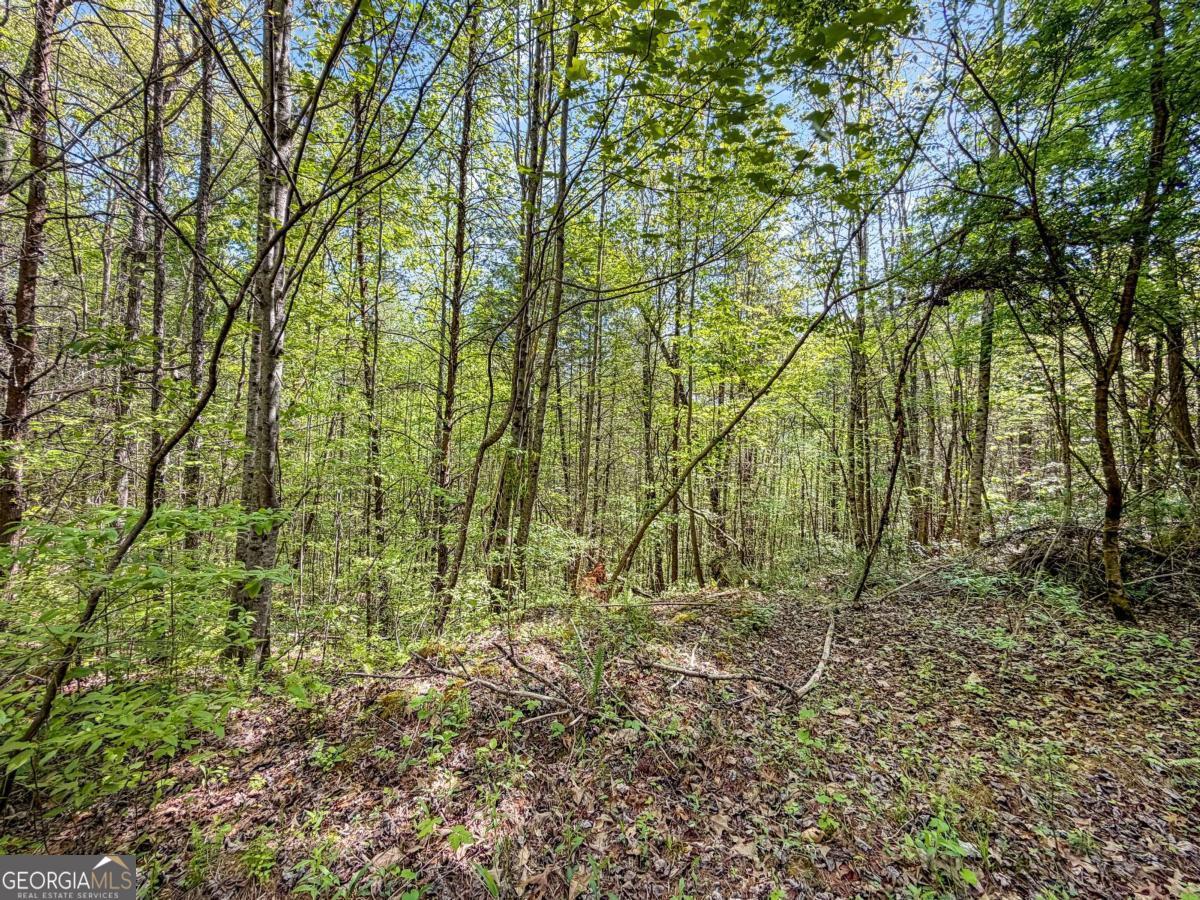 80-acres Valley Lake Road Morganton, GA 30560 - Photo 21 of 58