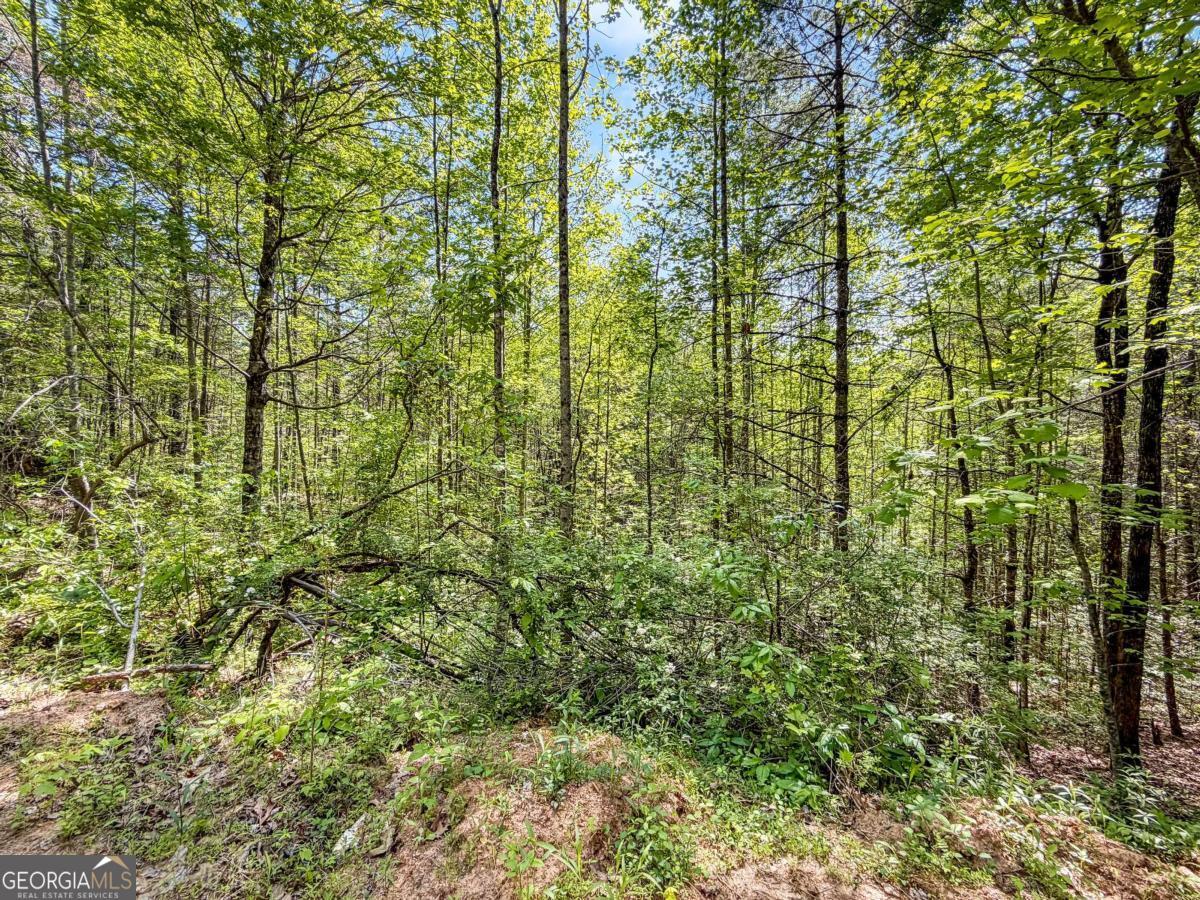 80-acres Valley Lake Road Morganton, GA 30560 - Photo 22 of 58