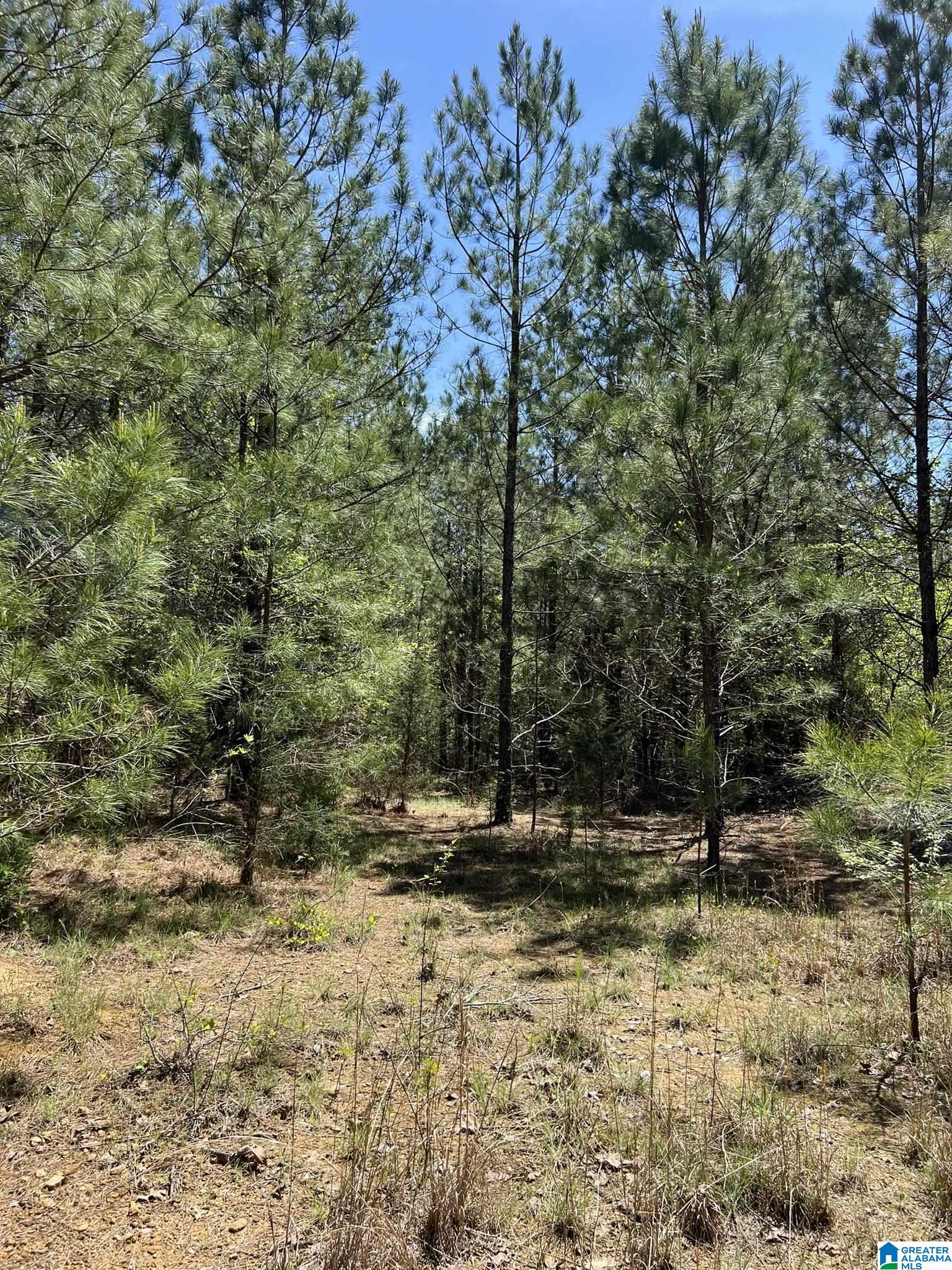 600 Reese Road Hamilton, AL 35570 - Photo 10 of 11