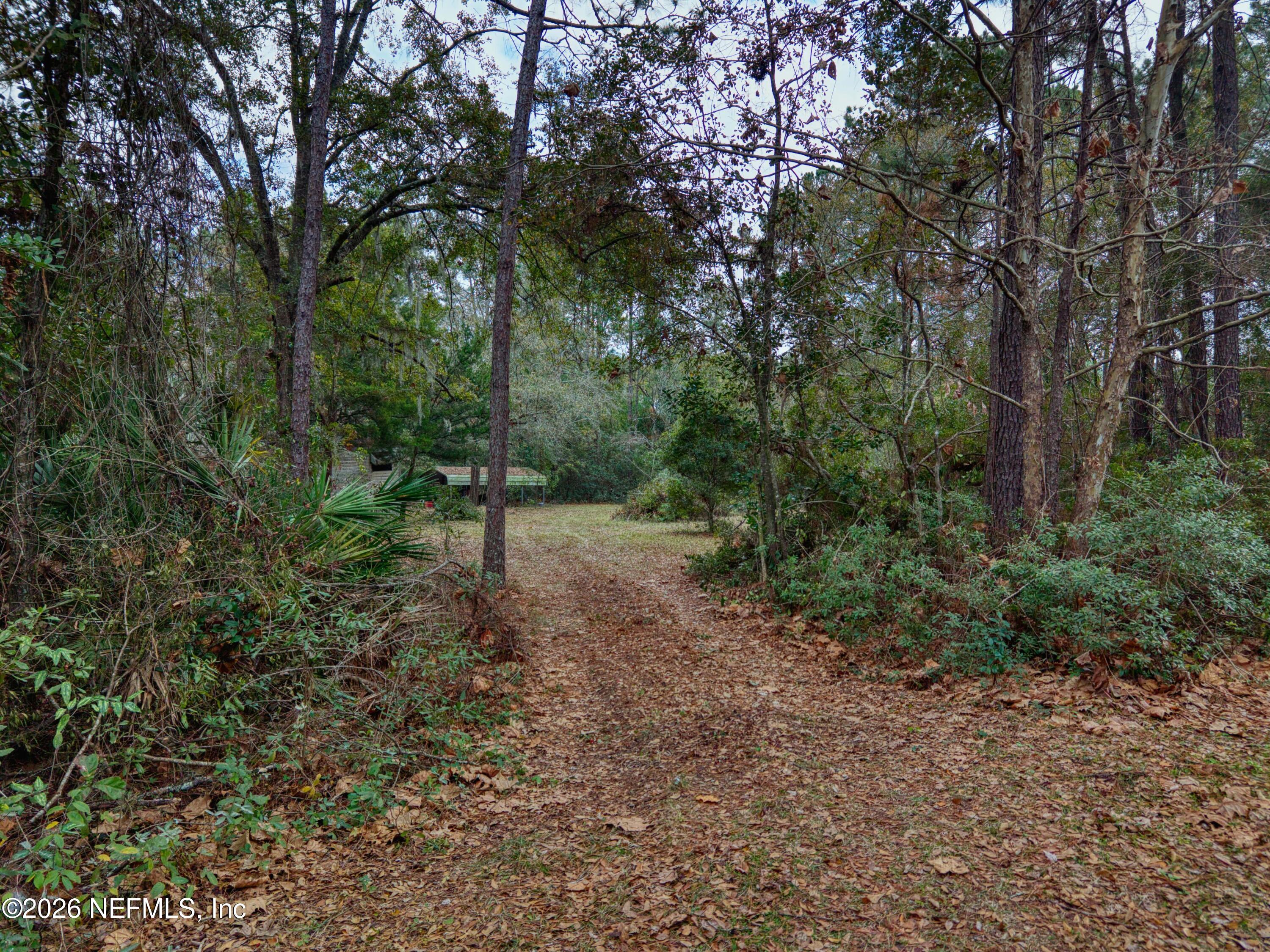 1049 Hammond Boulevard Jacksonville, FL 32221 - Photo 4 of 16 a view of a forest with trees in front of it