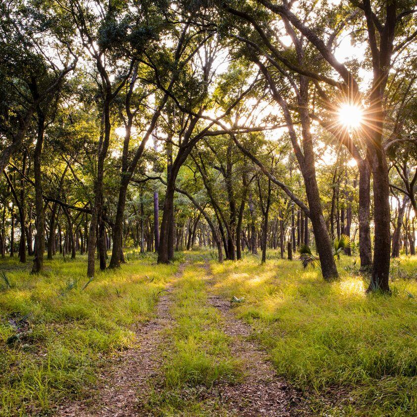 561 Spiral Ramp Court Charleston, SC 29492 - Photo 9 of 42 point hope nature